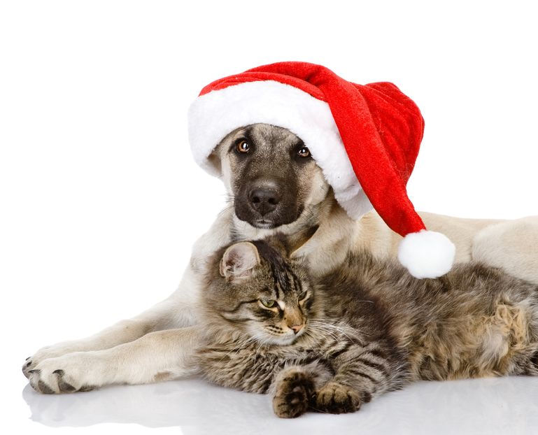 xmas-dog-and-cat